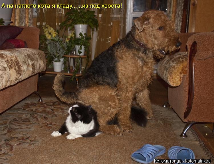 А на наглого кота я кладу......из-под хвоста!... Котоматрица: А на наглого кота я кладу......из-под хвоста!