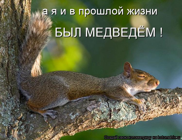 а я и в прошлой жизни БЫЛ МЕДВЕДЁМ !... Котоматрица: а я и в прошлой жизни БЫЛ МЕДВЕДЁМ !