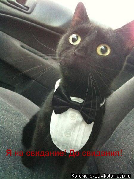 Я на свидание! До свидания!... Котоматрица: Я на свидание! До свидания!
