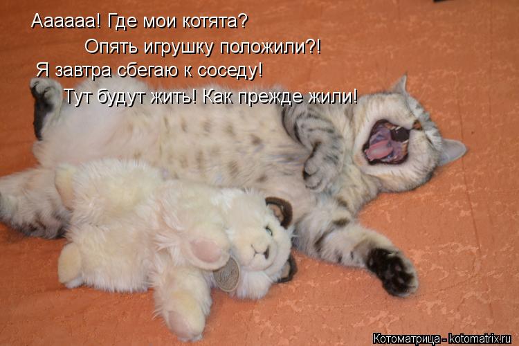 Аааааа! Где мои котята? Опять игрушку положили?! Я завтра сбегаю к соседу! Тут будут жить! Как прежде... Котоматрица: Аааааа! Где мои котята? Опять игрушку положили?! Я завтра сбегаю к соседу! Тут будут жить! Как прежде жили!