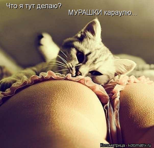Котоматрица: Что я тут делаю? МУРАШКИ караулю...