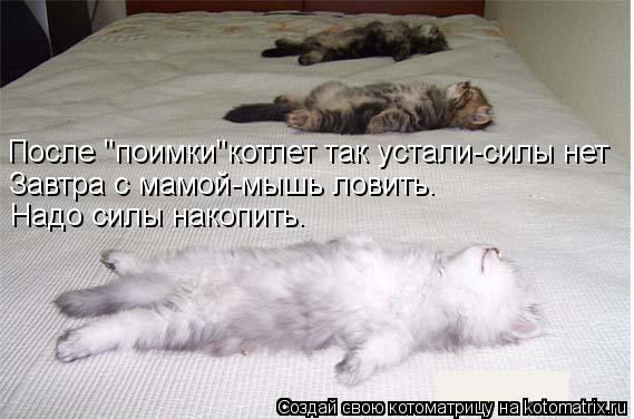 Котоматрица: После "поимки"котлет так устали-силы нет  Завтра с мамой-мышь ловить.  Надо силы накопить.