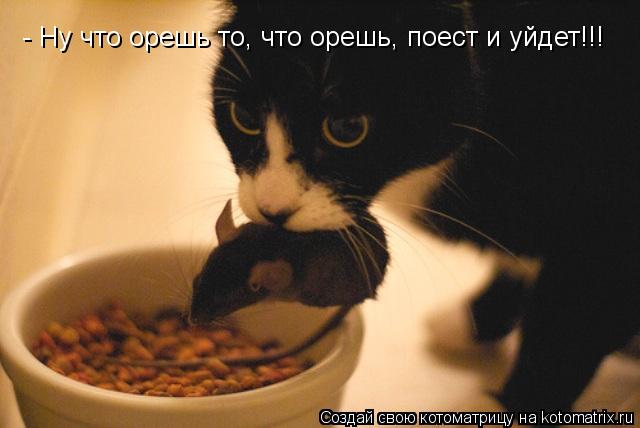 Котоматрица: - Ну что орешь то, что орешь, поест и уйдет!!!