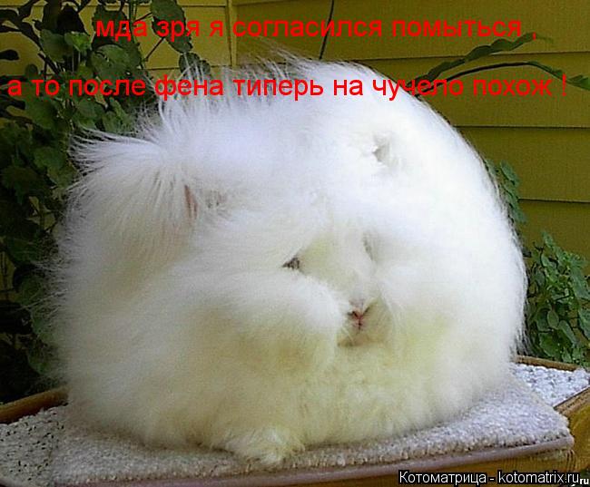 мда зря я согласился помыться , а то после фена типерь на чучело похож !... Котоматрица: мда зря я согласился помыться , а то после фена типерь на чучело похож !