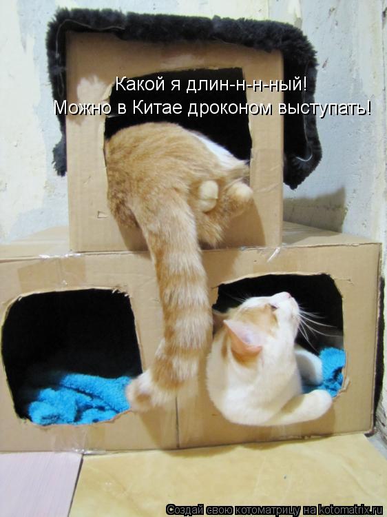 Какой я длин-н-н-ный! Можно в Китае дроконом выступать!... Котоматрица: Какой я длин-н-н-ный! Можно в Китае дроконом выступать!