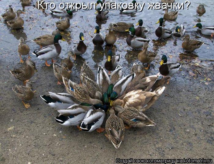 Кто открыл упаковку жвачки?... Котоматрица: Кто открыл упаковку жвачки?