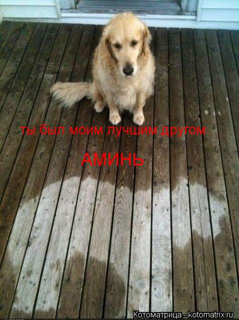 Котоматрица: ты был моим лучшим другом АМИНЬ
