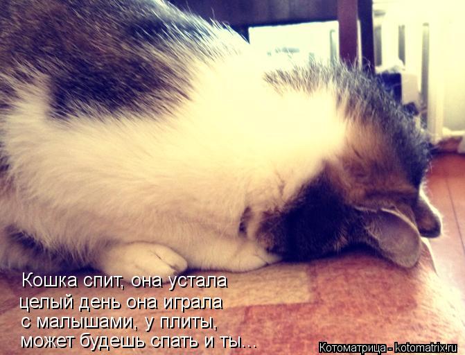 Котоматрица: Кошка спит, она устала может будешь спать и ты... целый день она играла с малышами, у плиты,
