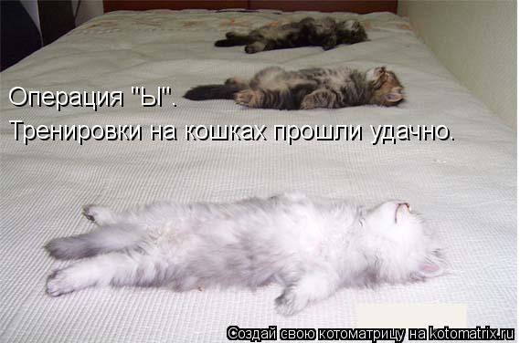 Котоматрица: Операция "Ы". Тренировки на кошках прошли удачно.