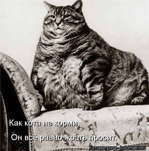 Как кота не корми, Он всё равно жрать просит.... Котоматрица: Как кота не корми, Он всё равно жрать просит.