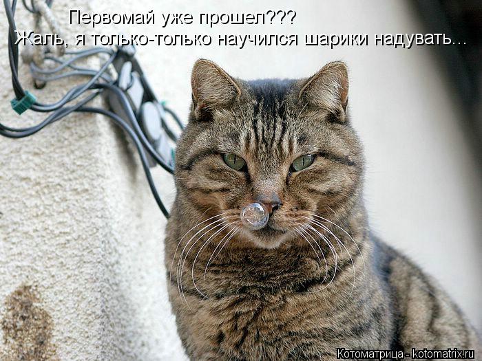 Котоматрица: Первомай уже прошел??? Жаль, я только-только научился шарики надувать...
