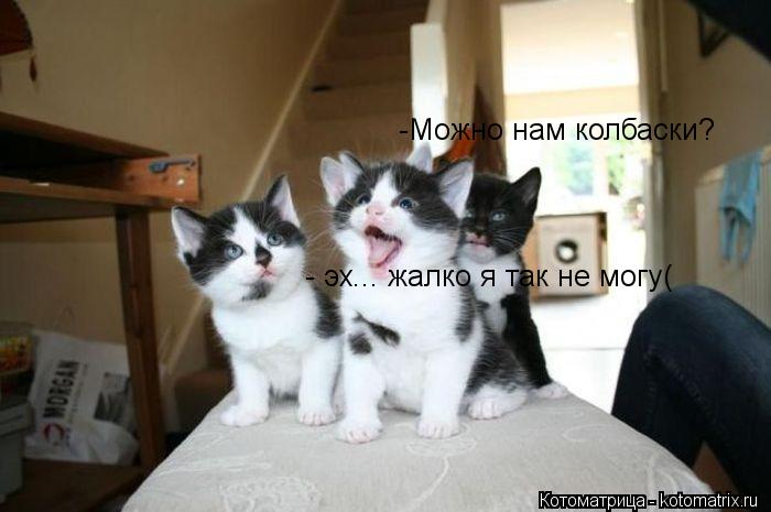 -Можно нам колбаски? - эх... жалко я так не могу(... Котоматрица: -Можно нам колбаски? - эх... жалко я так не могу(