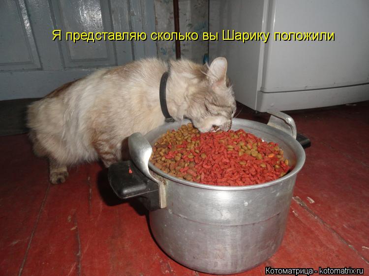 Я представляю сколько вы Шарику положили... Котоматрица: Я представляю сколько вы Шарику положили