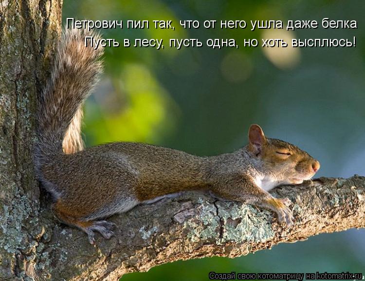Котоматрица: Петрович пил так, что от него ушла даже белка Пусть в лесу, пусть одна, но хоть высплюсь!