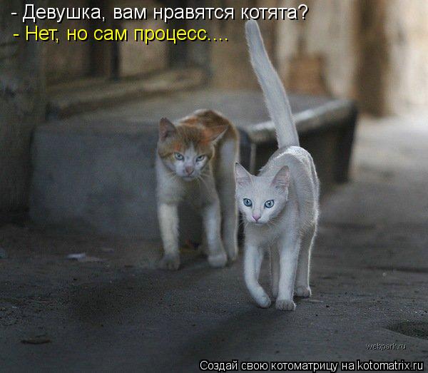 - Девушка, вам нравятся котята? - Нет, но сам процесс....... Котоматрица: - Девушка, вам нравятся котята? - Нет, но сам процесс....