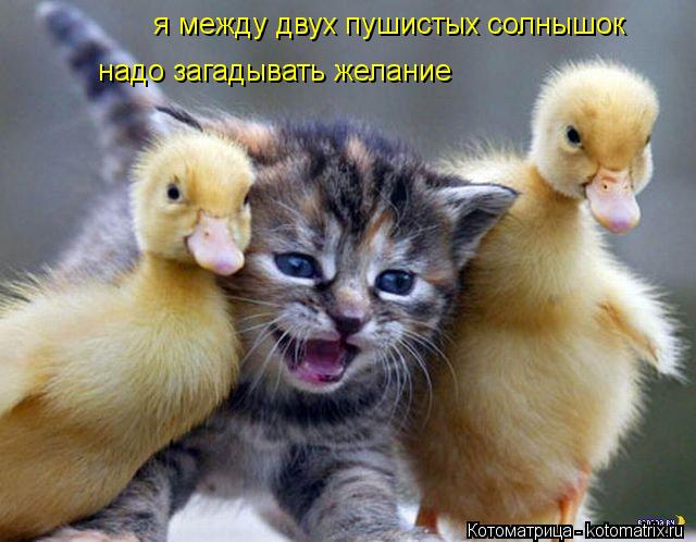 я между двух пушистых солнышок надо загадывать желание... Котоматрица: я между двух пушистых солнышок надо загадывать желание
