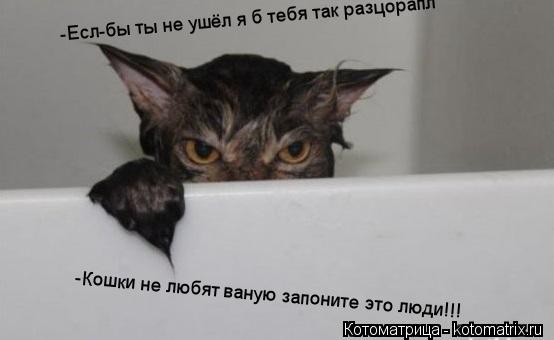-Есл-бы ты не ушёл я б тебя так разцорапл -Кошки не любят ваную запоните это люди!!!... Котоматрица: -Есл-бы ты не ушёл я б тебя так разцорапл -Кошки не любят ваную запоните это люди!!!