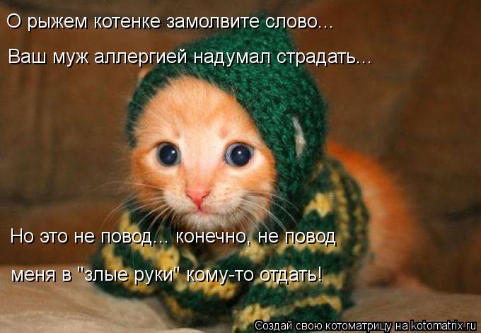 О рыжем котенке замолвите слово... Ваш муж аллергией надумал страдать... Но это не повод... конечно, ... Котоматрица: О рыжем котенке замолвите слово... Ваш муж аллергией надумал страдать... Но это не повод... конечно, не повод меня в "злые руки" кому-то отдать!
