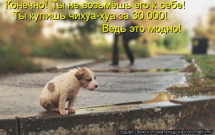 Конечно! Ты не возьмёшь его к себе! Ты купишь чихуа-хуа за 30 000! Ведь это модно!... Котоматрица: Конечно! Ты не возьмёшь его к себе! Ты купишь чихуа-хуа за 30 000! Ведь это модно!