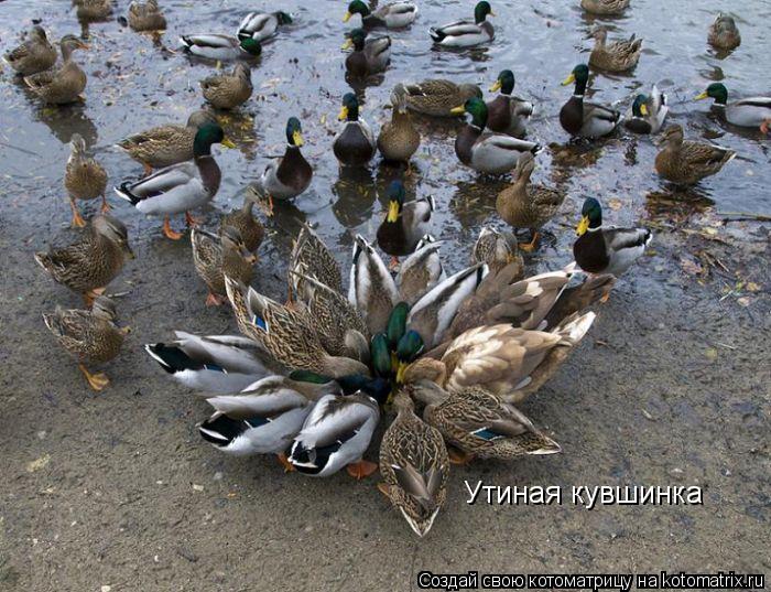 Утиная кувшинка... Котоматрица: Утиная кувшинка