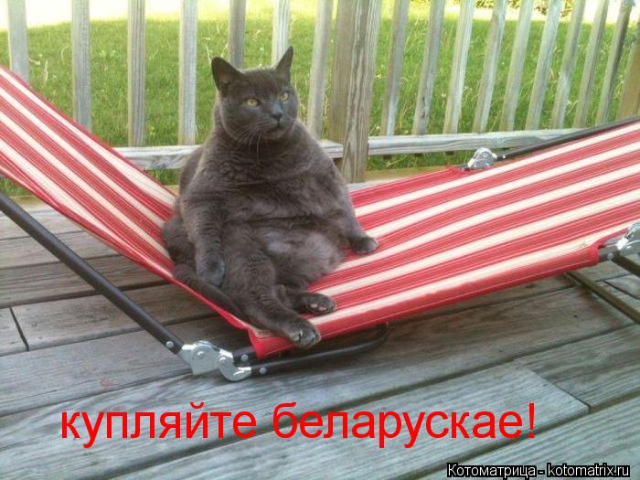 купляйте беларускае!... Котоматрица: купляйте беларускае!