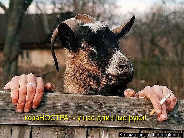 козаНОСТРА: - у нас длинные руки!... Котоматрица: козаНОСТРА: - у нас длинные руки!