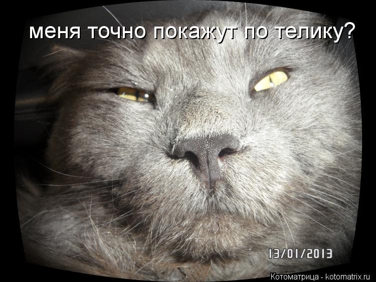 меня точно покажут по телику?... Котоматрица: меня точно покажут по телику?