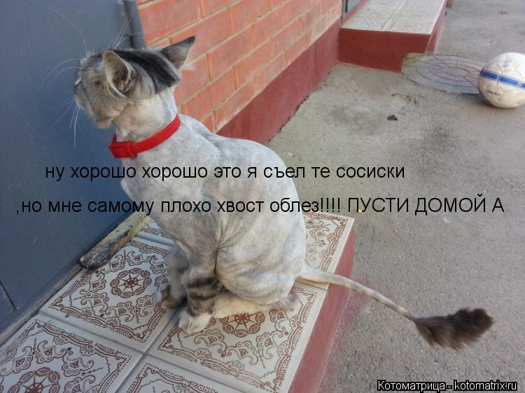 ну хорошо хорошо это я съел те сосиски ,но мне самому плохо хвост облез!!!! ПУСТИ ДОМОЙ А... Котоматрица: ну хорошо хорошо это я съел те сосиски ,но мне самому плохо хвост облез!!!! ПУСТИ ДОМОЙ А