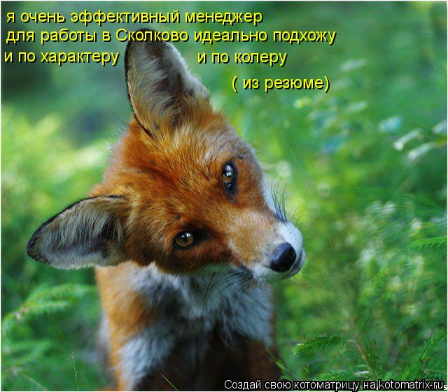 я очень эффективный менеджер для работы в Сколково идеально подхожу и по характеру и по колеру ( из р... Котоматрица: я очень эффективный менеджер для работы в Сколково идеально подхожу и по характеру и по колеру ( из резюме)