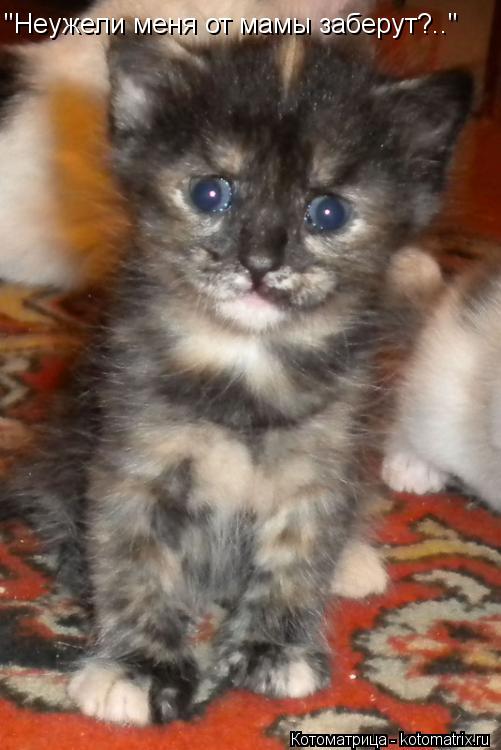 Котоматрица: "Неужели меня от мамы заберут?.."
