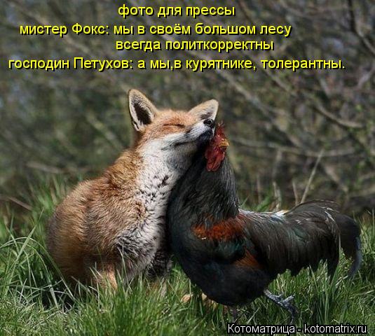 фото для прессы мистер Фокс: мы в своём большом лесу всегда политкорректны господин Петухов: а мы,в к... Котоматрица: фото для прессы мистер Фокс: мы в своём большом лесу всегда политкорректны господин Петухов: а мы,в курятнике, толерантны.