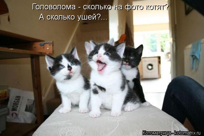 Головолома - сколько на фото котят? А сколько ушей?...... Котоматрица: Головолома - сколько на фото котят? А сколько ушей?...