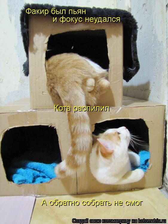 Факир был пьян и фокус неудался Кота распилил А обратно собрать не смог... Котоматрица: Факир был пьян и фокус неудался Кота распилил А обратно собрать не смог