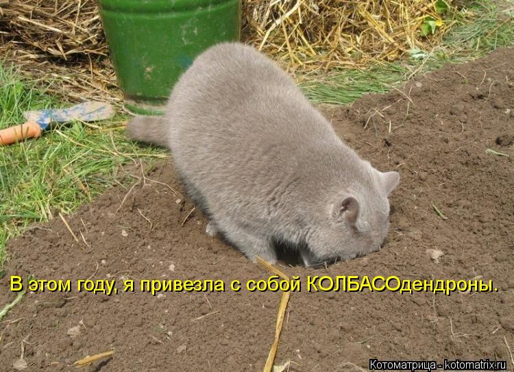 В этом году, я привезла с собой КОЛБАСОдендроны.... Котоматрица: В этом году, я привезла с собой КОЛБАСОдендроны.