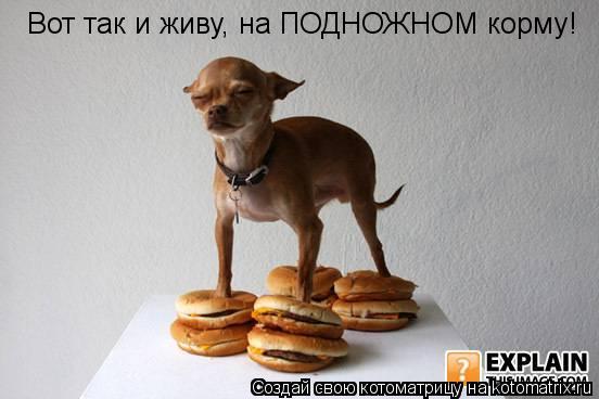 Вот так и живу, на ПОДНОЖНОМ корму!... Котоматрица: Вот так и живу, на ПОДНОЖНОМ корму!