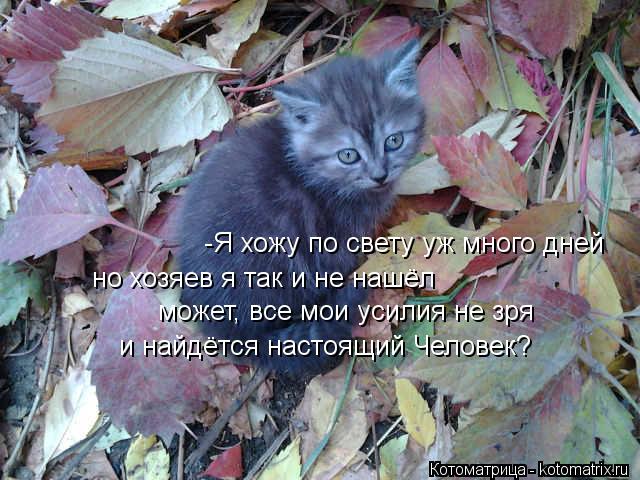 -Я хожу по свету уж много дней но хозяев я так и не нашёл может, все мои усилия не зря и найдётся нас... Котоматрица: -Я хожу по свету уж много дней но хозяев я так и не нашёл может, все мои усилия не зря и найдётся настоящий Человек?