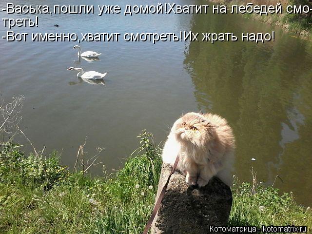 Котоматрица: -Васька,пошли уже домой!Хватит на лебедей смо- треть! -Вот именно,хватит смотреть!Их жрать надо!