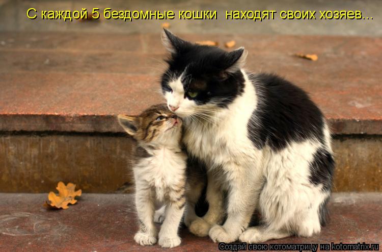 С каждой 5 бездомные кошки находят своих хозяев...... Котоматрица: С каждой 5 бездомные кошки находят своих хозяев...