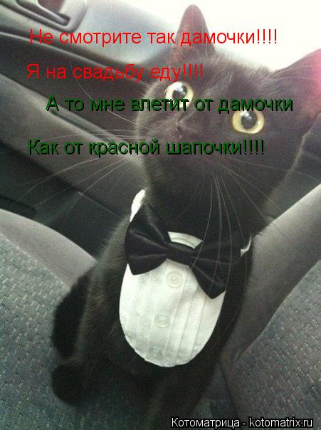 Котоматрица: Не смотрите так дамочки!!!! Я на свадьбу еду!!!! А то мне влетит от дамочки Как от красной шапочки!!!!
