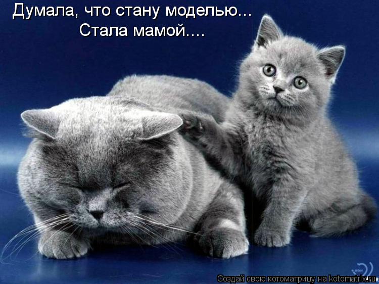 Думала, что стану моделью... Стала мамой....... Котоматрица: Думала, что стану моделью... Стала мамой....