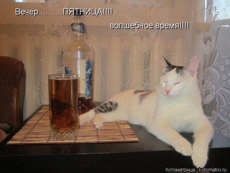 Вечер......... ПЯТНИЦА!!!! волшебное время!!!!... Котоматрица: Вечер......... ПЯТНИЦА!!!! волшебное время!!!!
