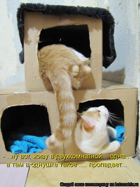 - ..ну вот, живу в двухкомнатной... одна... а там в однушке такое .... пропадает...... Котоматрица: - ..ну вот, живу в двухкомнатной... одна... а там в однушке такое .... пропадает...