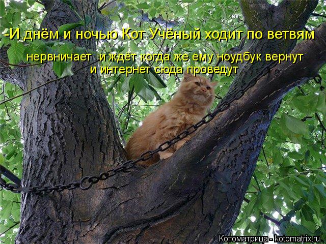 -И днём и ночью Кот Учёный ходит по ветвям нервничает и ждёт когда же ему ноудбук вернут и интернет ... Котоматрица: -И днём и ночью Кот Учёный ходит по ветвям нервничает и ждёт когда же ему ноудбук вернут и интернет сюда проведут