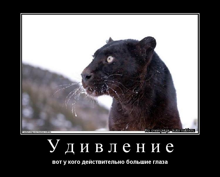 Удивление вот у кого действительно большие глаза... Котоматрица: Удивление вот у кого действительно большие глаза