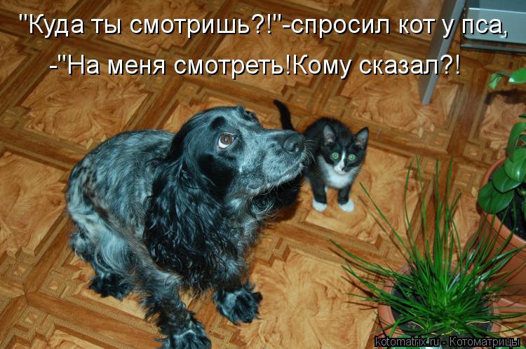 "Куда ты смотришь?!"-спросил кот у пса, -"На меня смотреть!Кому сказал?!... Котоматрица: "Куда ты смотришь?!"-спросил кот у пса, -"На меня смотреть!Кому сказал?!