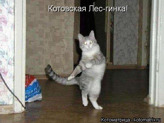 Котовская Лес-гинка!... Котоматрица: Котовская Лес-гинка!