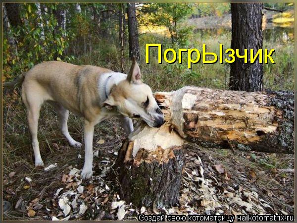 ПогрЫзчик... Котоматрица: ПогрЫзчик