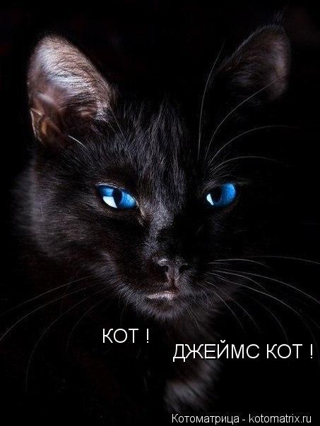 ДЖЕЙМС КОТ ! КОТ !... Котоматрица: ДЖЕЙМС КОТ ! КОТ !