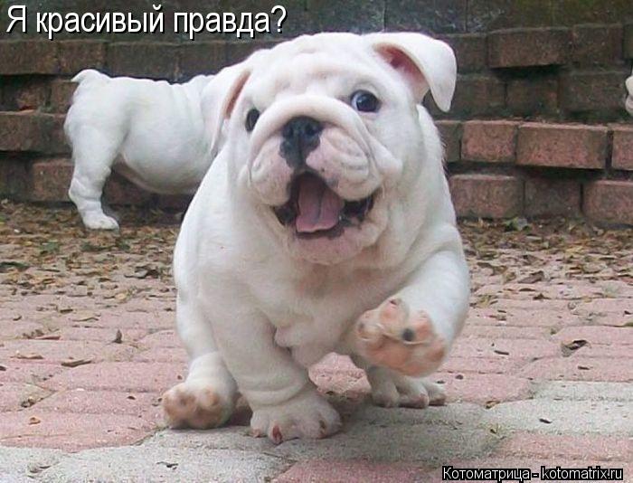 Я красивый правда?... Котоматрица: Я красивый правда?