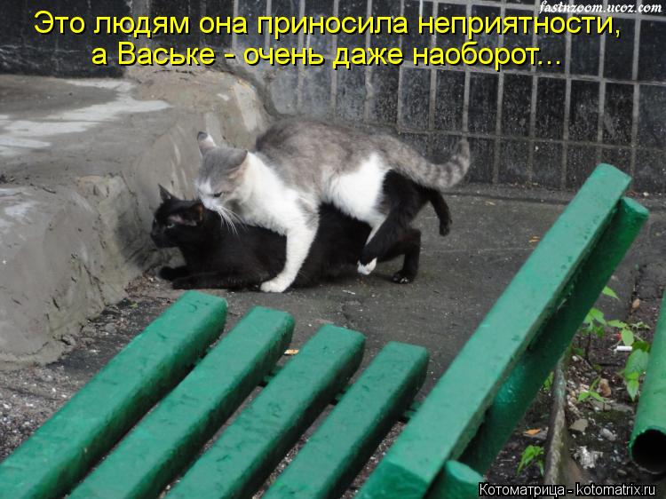 Это людям она приносила неприятности, а Ваське - очень даже наоборот...... Котоматрица: Это людям она приносила неприятности, а Ваське - очень даже наоборот...